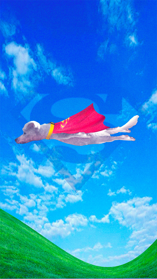 Photomontage d'un chien en Superman