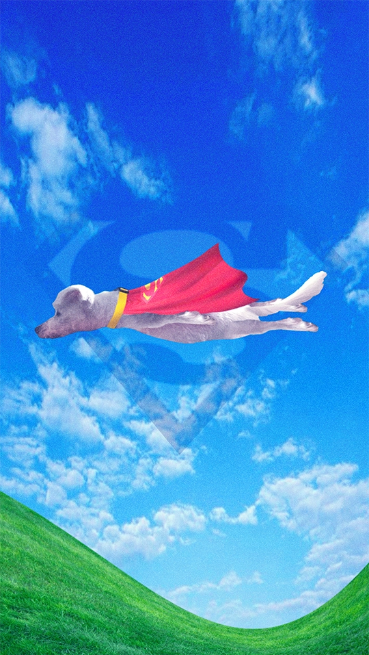 Photomontage d'un chien en Superman